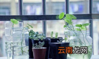 好养又净化空气的植物 好养的净化空气的植物