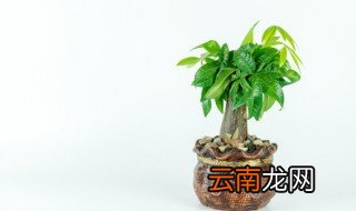 属猴的家里养什么花好，属猴家养什么花最好