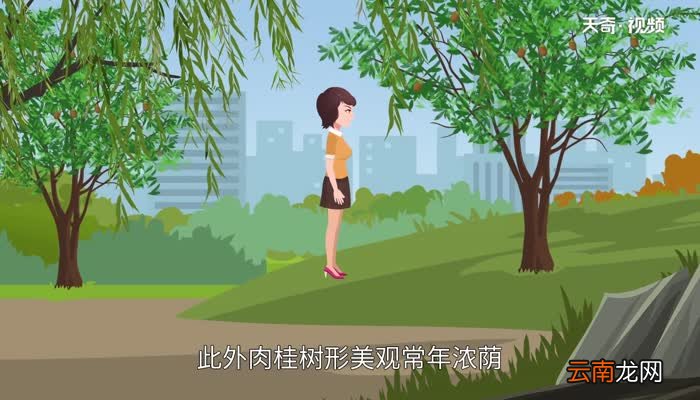 肉桂是什么肉桂什么味道