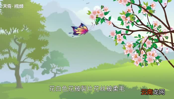 肉桂是什么肉桂什么味道