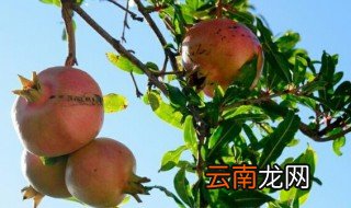 土石榴怎样储存时间长 土石榴如何储存时间长