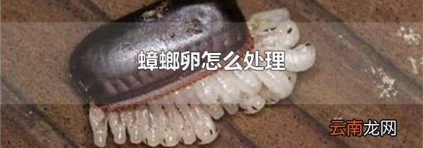蟑螂卵怎么处理
