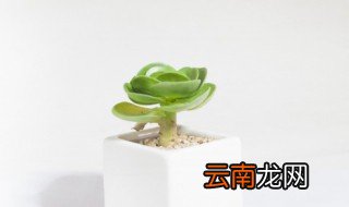 家里适合养什么花风水好处多 家里怎么养花对风水好