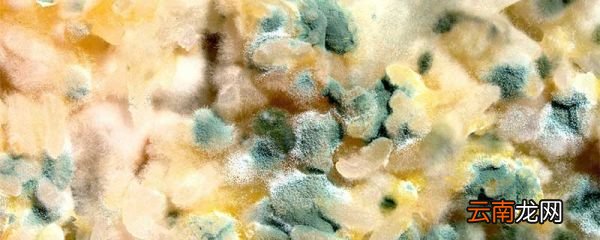 霉变食物对身体的危害 霉变食物的危害有哪些