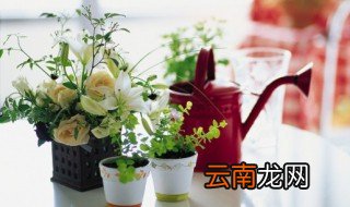 屋里太热花怎么办 家里养花地面太热怎么办