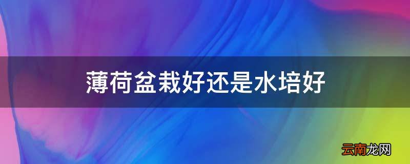 薄荷盆栽好还是水培好
