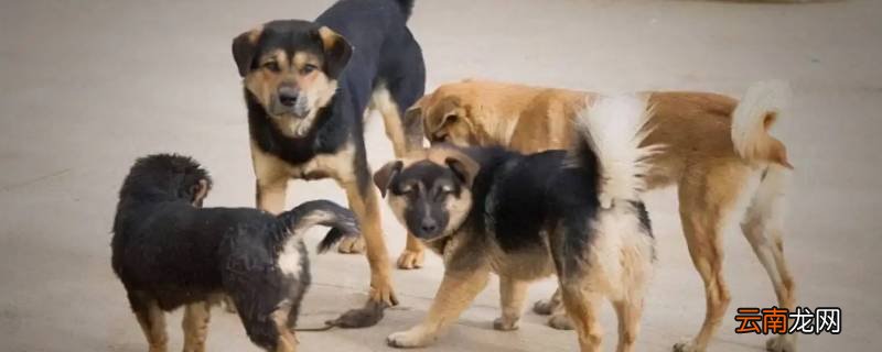 在家护院摆尾打一生肖
