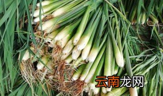 茭白是什么植物 茭白的形态特征