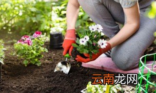 大学生在家里怎么养花，家里养花怎么养