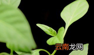 家里绿植怎么养,家里怎么养植物