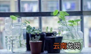 室内养花怎么能养好 家里养花怎么养才能养得好呢