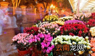 10种最旺家的花及寓意 三种最旺家的花