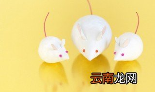 老鼠会爬到床上咬人吗 老鼠会不会爬到床上咬人