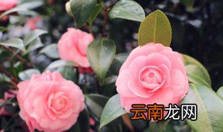 闺蜜家里怎么养花