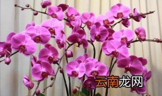 怎么样养蝴蝶兰 家里蝴蝶兰怎么养比较好