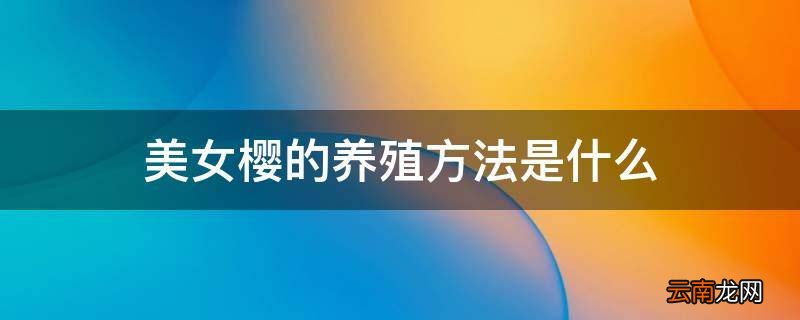 美女樱的养殖方法是什么