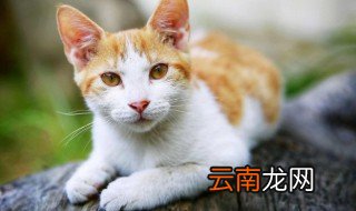 给猫洗澡怎么洗 给猫洗澡的正确做法