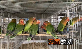 牡丹鹦鹉嘴巴破裂 牡丹鹦鹉嘴巴破裂解决方法