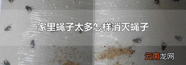 家里蝇子太多怎样消灭蝇子