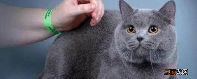 英短蓝猫的毛可不可以收集