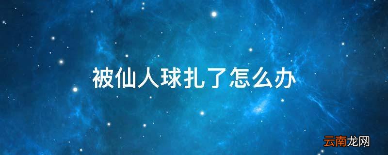 被仙人球扎了怎么办