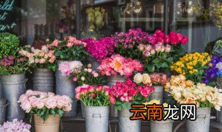 什么花四季开又好养 四季都开又好养的花