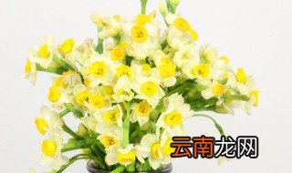 水养水仙花怎么养，水仙花怎么养最好