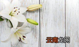 水养百合花怎么养，水养百合花怎么养出根
