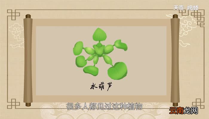 水葫芦的危害 水葫芦有哪些危害