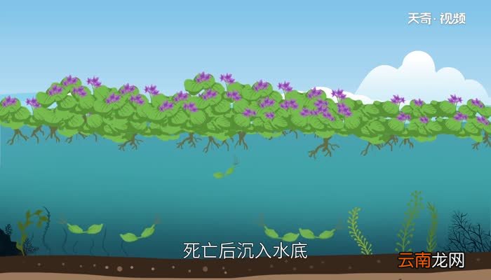 水葫芦的危害 水葫芦有哪些危害