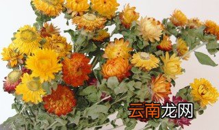 菠萝菊怎么水养 鲜花菠萝菊的养护