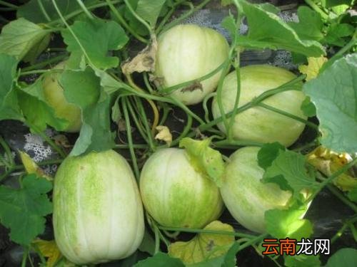 甜瓜蒂药用价值不错 哪些体质不适合