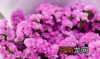 勿忘我怎么水养 勿忘我如何水养