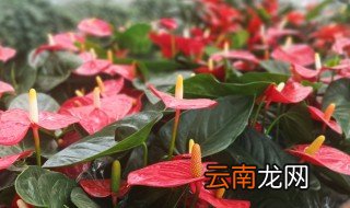红掌用水怎么养 红掌水养怎么养