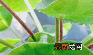 水养金钱草怎么养护 怎样养金钱草图片大全水养金钱草