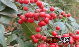 红豆花怎么水养 红豆花水养方法