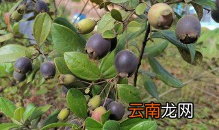 稔子酒的做法稔子比例 稔子酒的做法介绍