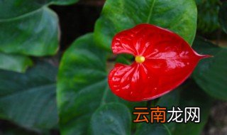 关于家的花语 三种最旺家的花花语
