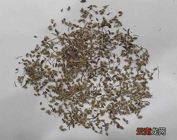 鹤虱的副作用是什么