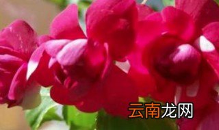 水梅花怎么养 水梅花怎么养护的视频