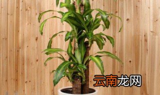 巴西木水养怎么养才正确 巴西木怎样水养