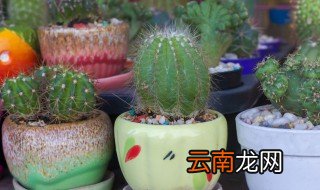 仙人球用水养怎么养 水养仙人球怎么养