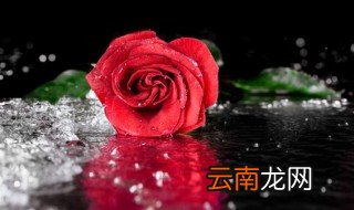 水养玫瑰花怎么养 水养玫瑰花怎么养才不会枯萎