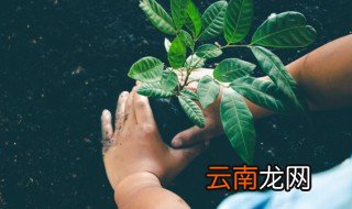养花的土如何杀菌 家里养花的土怎么杀菌杀虫