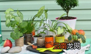 家里没太阳养花怎么补救 养花没太阳怎么办