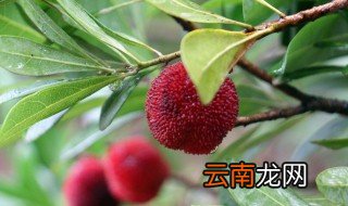 自制杨梅酱的做法大全 如何自制杨梅酱