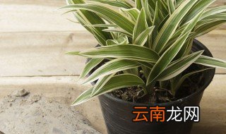 吊兰在家里养好吗 吊兰在家里面怎么养