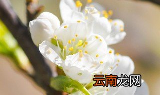 家里养花叶子干枯怎么回事 家里养的花叶子干枯是什么原因