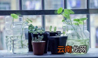 家里养花小飞虫怎么快速消灭,养花时的小飞虫应该怎样杀灭