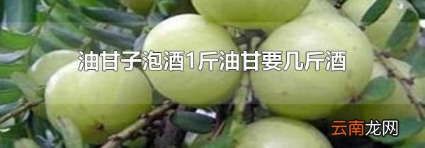 油甘子泡酒1斤油甘要几斤酒